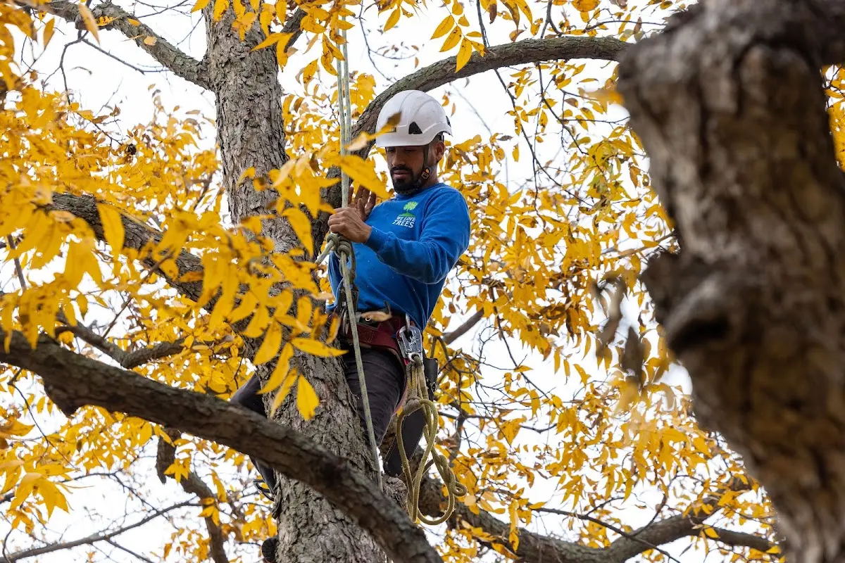 Skilled Tree Transplanting crew working in Polk